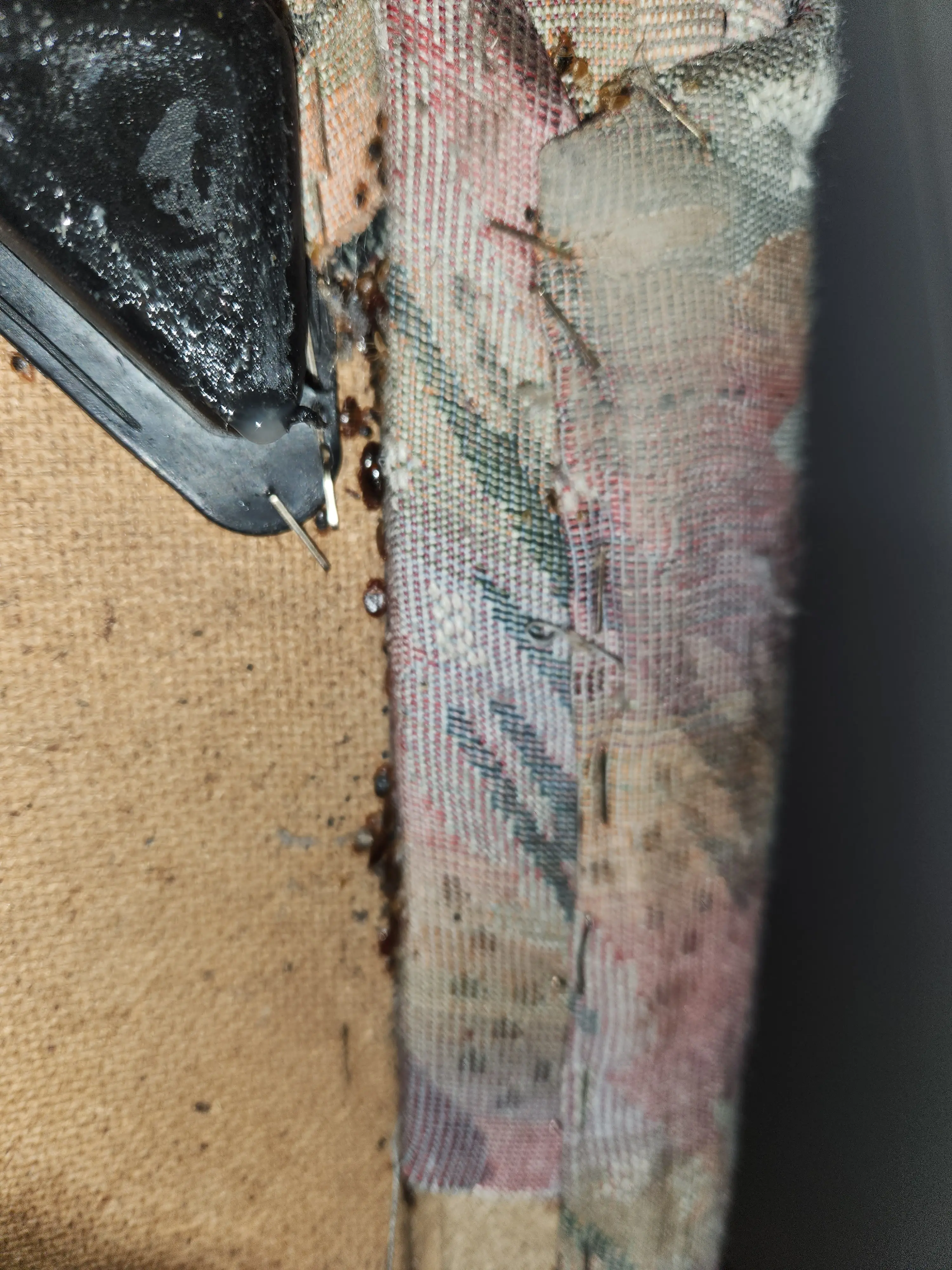 Ágyi poloska irtás – kezelés közben